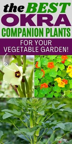 the best okra companion plants for your vegetable garden, including broccoli and other vegetables