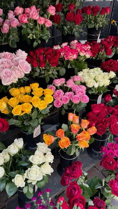 many different types of flowers in pots on display