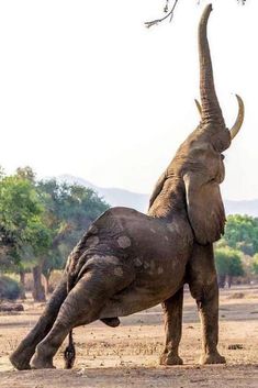 an elephant standing on its back legs with it's trunk up in the air