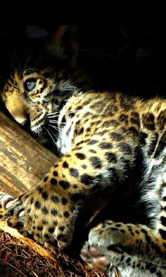 a close up of a leopard laying on the ground with its head resting on a piece of wood