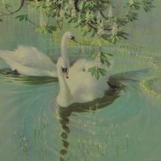 two white swans swimming in the water under a tree