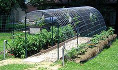 an outdoor garden with several plants growing in it