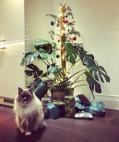 a cat sitting on the floor next to a potted plant and presents under it