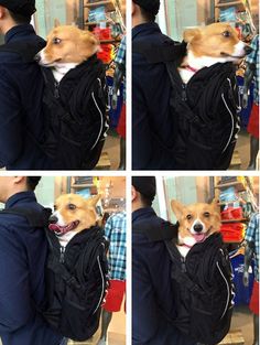 four pictures of a dog in a backpack