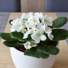 a potted plant with white flowers and green leaves