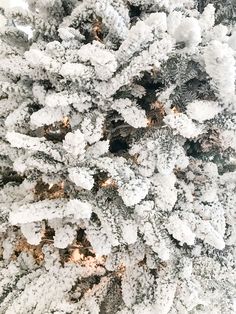 the top of a tree covered in snow with lots of white stuff on it's branches