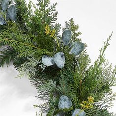 evergreen branches with green leaves and yellow flowers on white background, closeup view from above