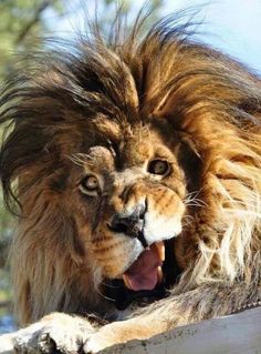 a close up of a lion laying on top of a wooden structure with it's mouth open