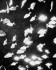 many origami fish are floating in the dark water with lights shining on them