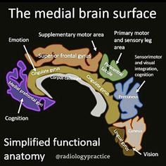 the medical brain is shown with labels on it