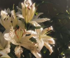 white lilies are blooming in the sunlight