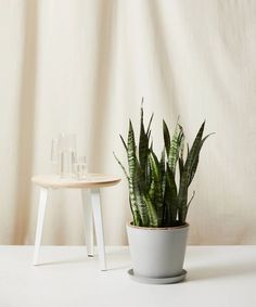 a potted plant sitting on top of a white table next to a glass vase