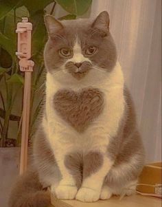 a gray and white cat sitting on top of a wooden table