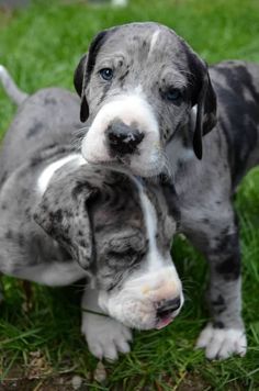 two gray and white puppies playing in the grass with their paws on each other