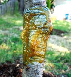 a tree trunk covered in plastic wrap