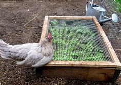 a chicken standing next to a wooden box filled with green plants and dirt on the ground