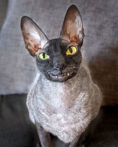 a black cat with yellow eyes sitting on a couch