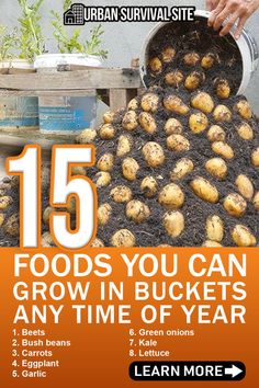 an advertisement for the urban survival site with potatoes growing in buckets and text that reads 15 foods you can grow in buckets any time of year