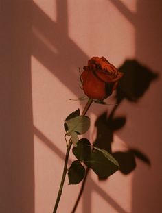 a single red rose casts a shadow on the wall