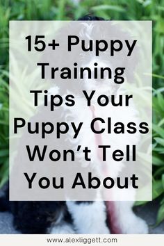 a black and white dog sitting in the grass with text overlay that reads, 15 puppy training tips your puppy class won't tell you about