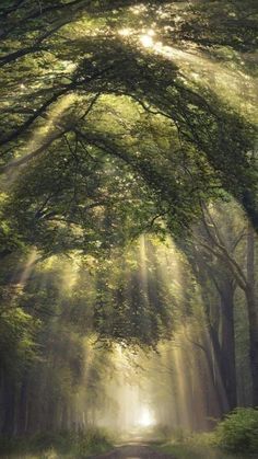 the sun shines through the trees on a dirt road in a forest filled with green leaves