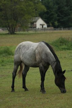 a gray horse grazing on grass in a field