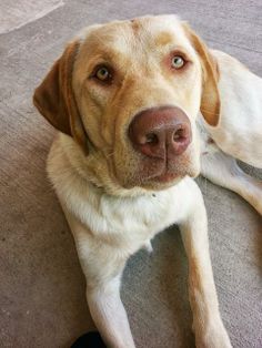 a close up of a dog laying on the ground