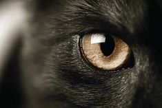 a black cat's eye is shown in this close up photo, which shows the white line on the left side of the cat's eye