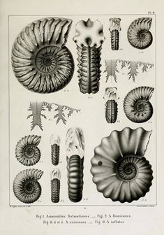 an illustration of various types of sea shells