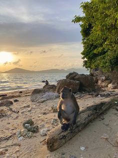 a monkey sitting on top of a tree log near the ocean at sunset or dawn