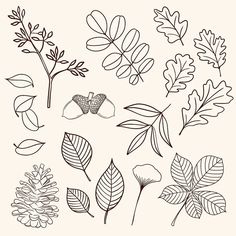 various leaves and flowers are shown in this drawing