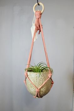 an air plant hanging from a hook on a gray wall with a pink cord attached to it