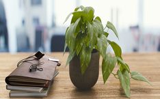 a potted plant sitting on top of a wooden table next to an open book