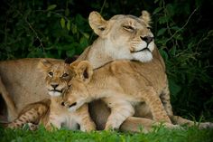 two young lions playing with their mother in the grass