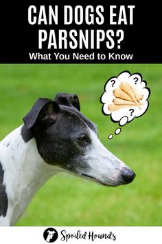 a black and white dog with a thought bubble saying can dogs eat parsnips? what you need to know