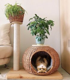 a cat is peeking out from its bed next to a potted plant and scratching post