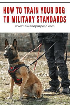 Dog Tricks, Military Dogs, Puppy Training Tips, Train Your Dog