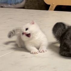 two kittens playing with each other on the floor in front of a table and chair