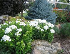 some white flowers and green plants in a garden by a blue pine tree with red berries