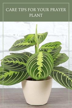 Looking to keep your Prayer Plant thriving? This guide unfolds everything you need to know about caring for Calathea insignis! From choosing the right soil to managing humidity and light conditions, we cover all the essential tips you need to help your plant flourish. Discover how to create the ideal environment for your beautiful foliage, learn about common issues like browning leaves and how to fix them, and ensure your space is perfect for your greenery. Elevate your plant care game and enjoy vibrant, healthy prayer plants in your home! Calathea Insignis, Plant Pests, Peat Moss, Plant Needs, Potting Soil, Plant Care, Browning