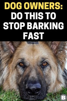 dog owners do this to stop barking fast