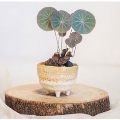 a small potted plant sitting on top of a piece of wood with leaves sticking out of it