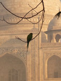 a green bird sitting on top of a tree branch in front of a white building