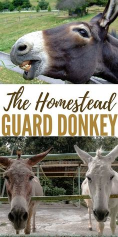 two donkeys standing next to each other with the words, the homestead guard donkey