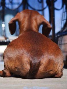 a brown dog laying on the ground next to a metal fence and chair with it's head down