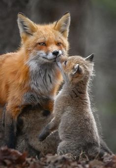 two foxes playing with each other in the woods