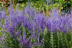 purple flowers are growing in the garden