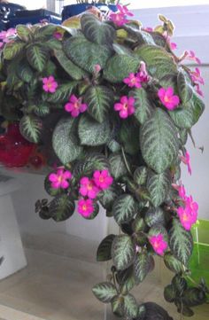 a potted plant with pink flowers and green leaves