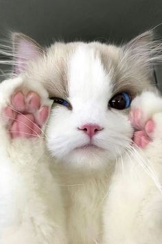 a white cat with blue eyes and pink paws