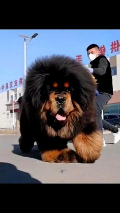 a man riding a skateboard next to a large dog